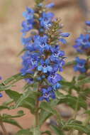 Penstemon acuminatus Dougl.的圖片