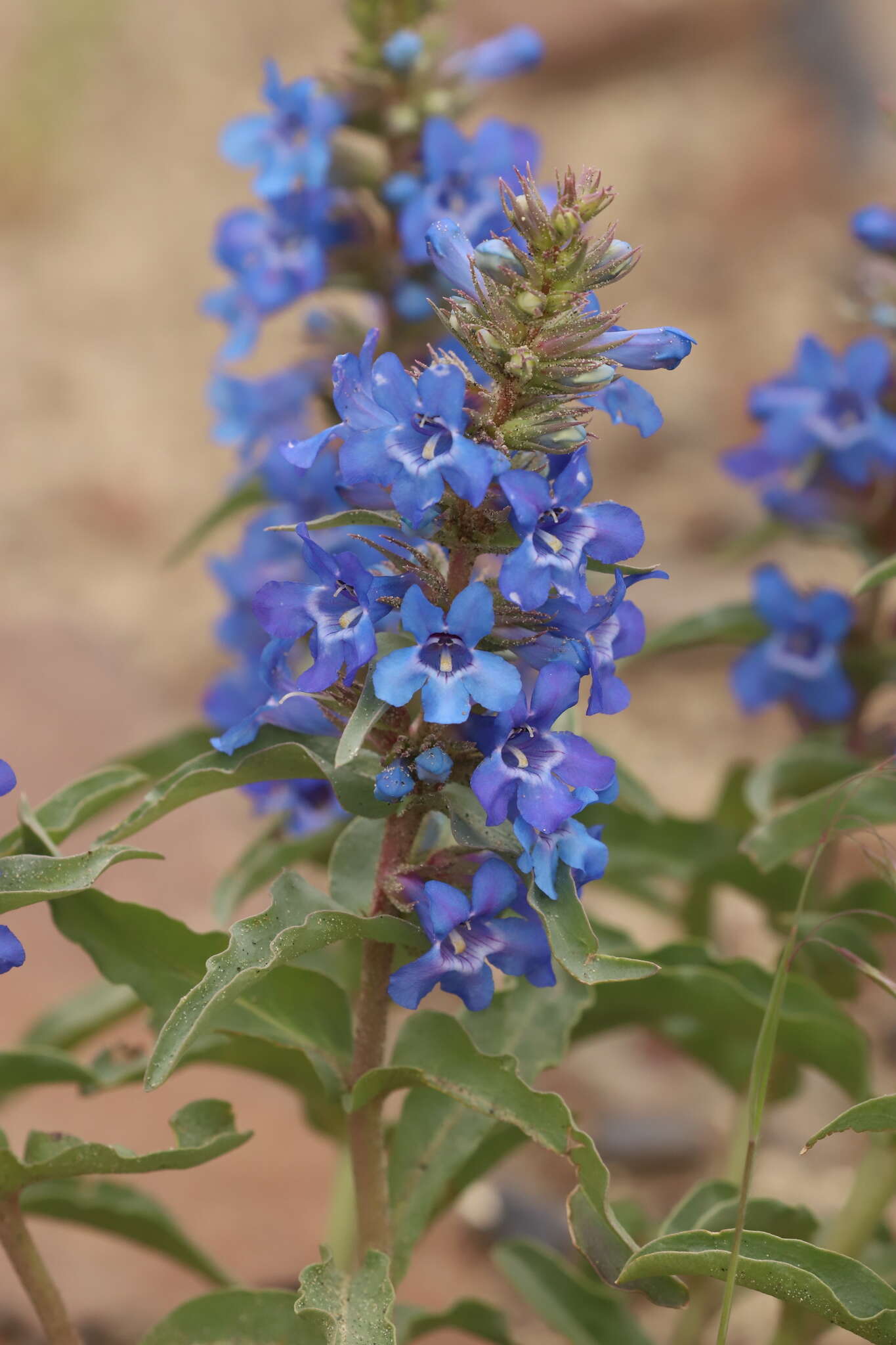 Penstemon acuminatus Dougl.的圖片