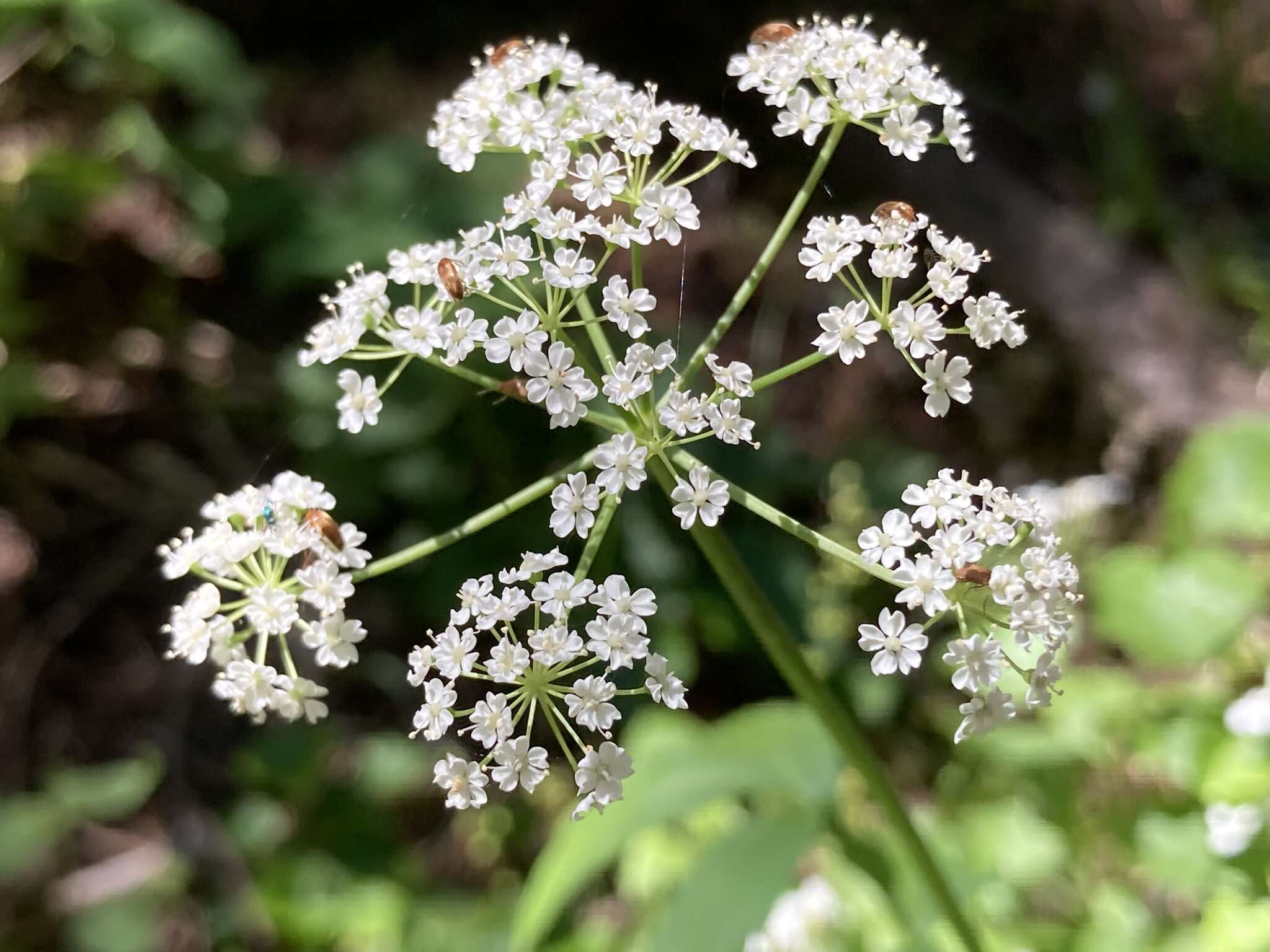 Oxypolis fendleri (A. Gray) Heller的圖片