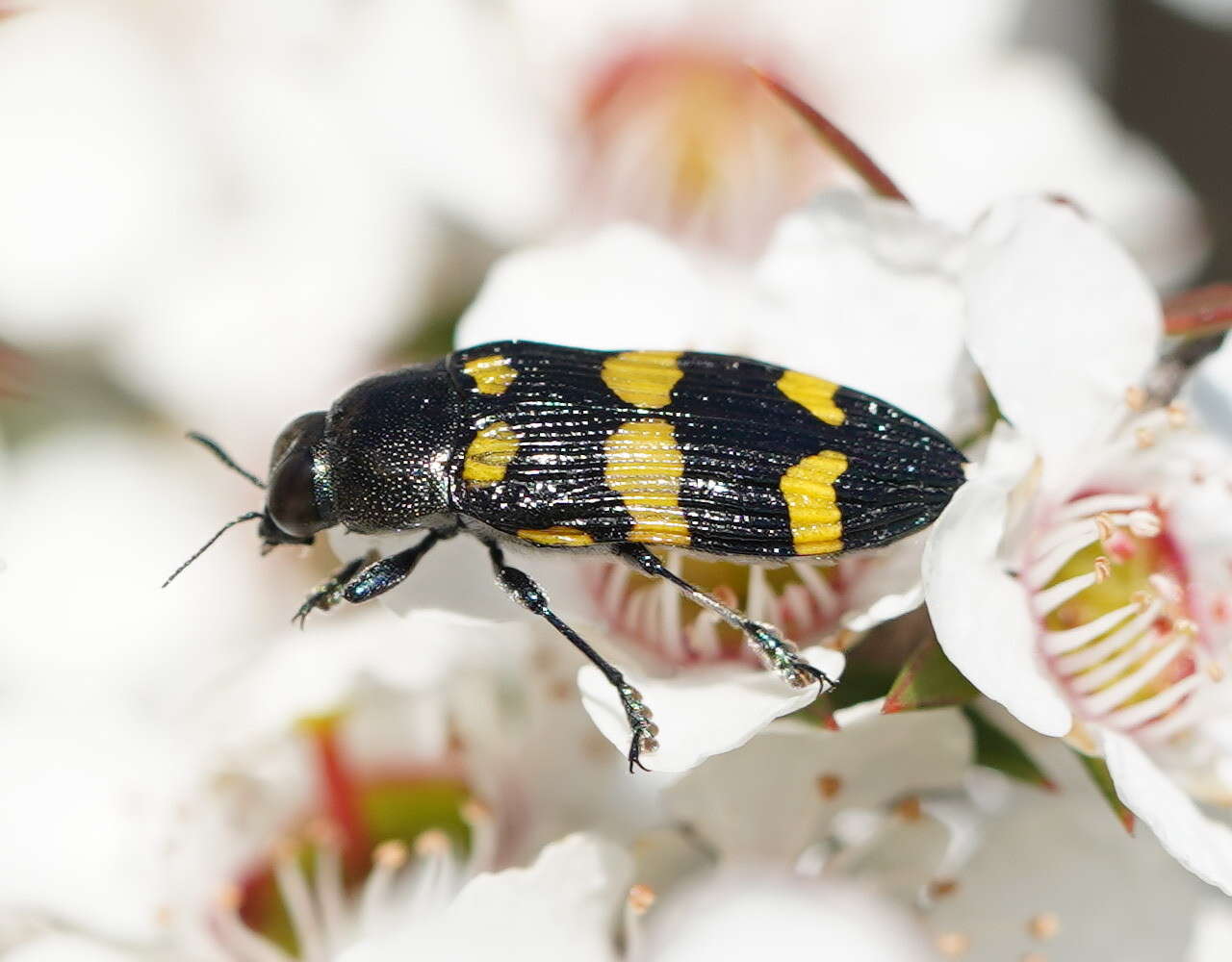 Image of Castiarina rectifasciata (Saunders 1868)