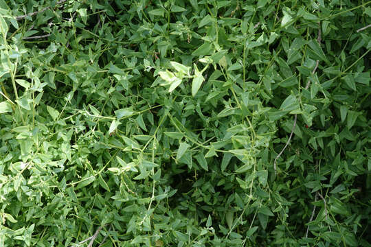 Image of Chenopodium nutans subsp. nutans