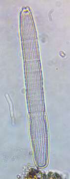 Image of Penium spirostriolatum