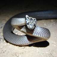 Image of Pale-headed Snake