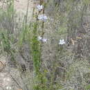 Image of Prismatocarpus cliffortioides Adamson