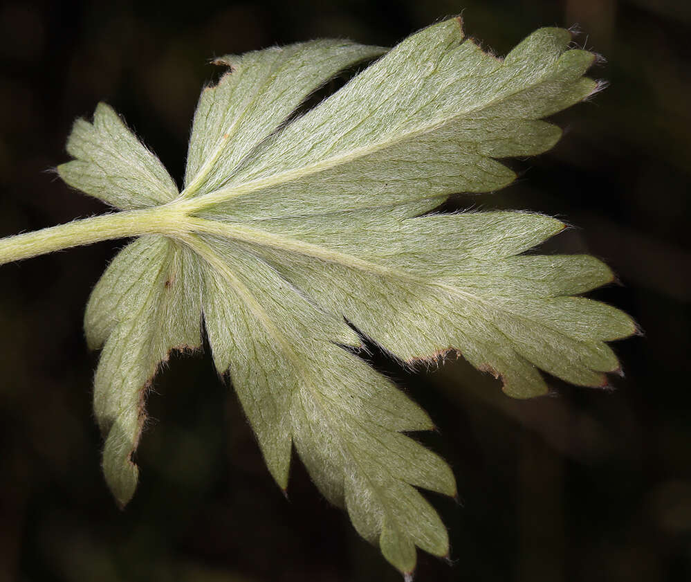 Image of mountainmeadow cinquefoil