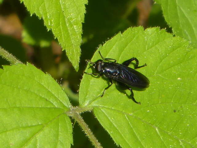 Image of Chalcosyrphus chalybeus (Wiedemann 1830)