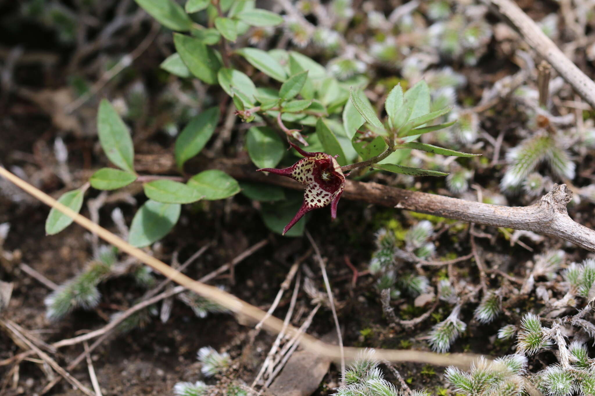 Image of Ceropegia australis (R. A. Dyer) Bruyns