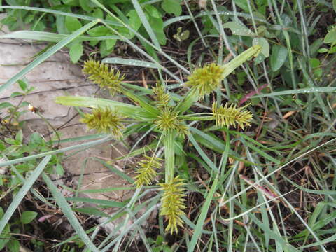 Image of hermaphrodite flatsedge