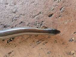 Image of Two-toed Earless Skink