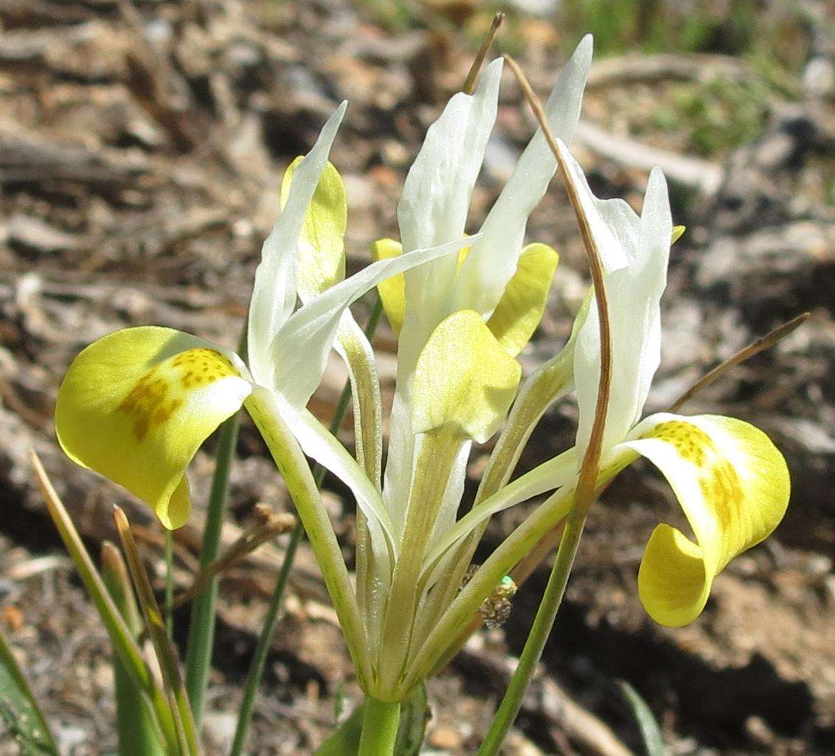 Image of Moraea macronyx G. J. Lewis