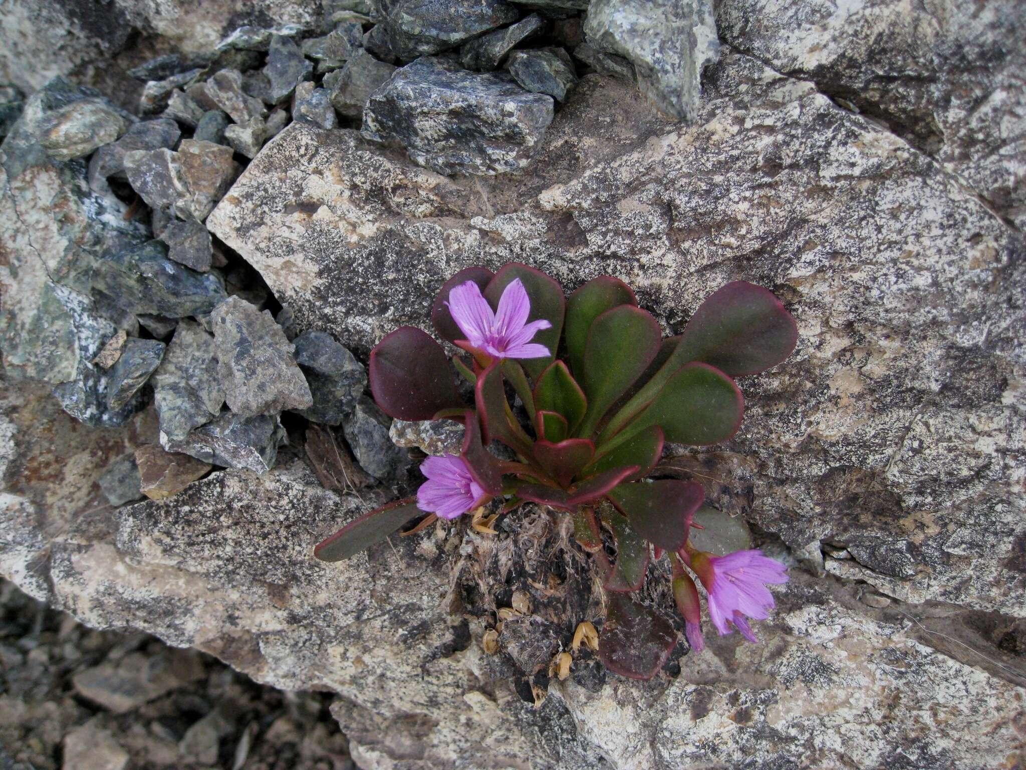 Image of alpine springbeauty