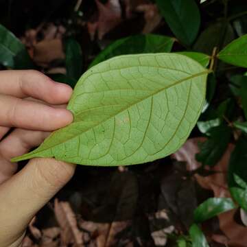 Agelaea borneensis (Hook. fil.) Merr.的圖片