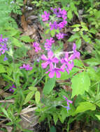 Image of hairy phlox