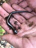 Image of Shenandoah Salamander