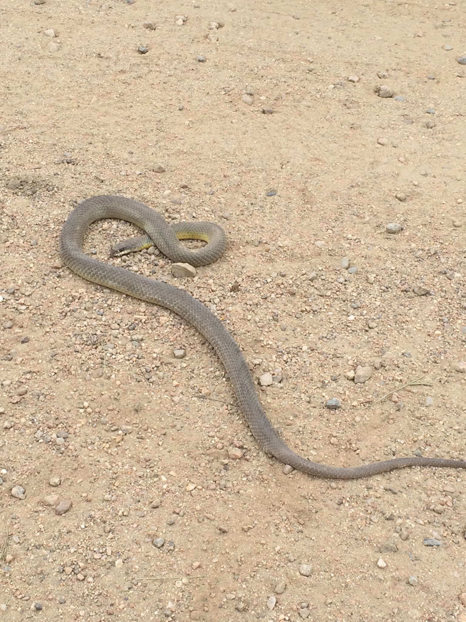 Image of Coluber constrictor flaviventris Say ex James 1823