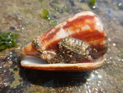 Image of Hyena Cone