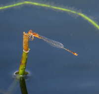 Image of Florida Bluet