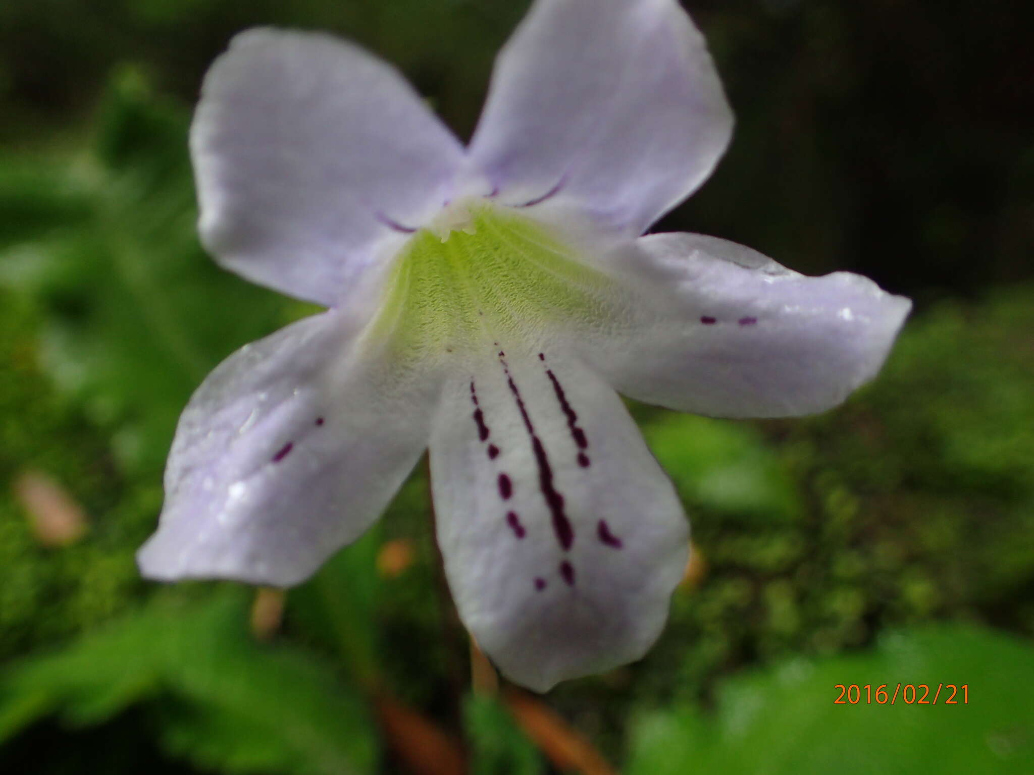 Sivun Streptocarpus gardenii Hook. kuva