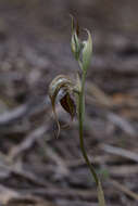 Image of Pterostylis spathulata M. A. Clem.