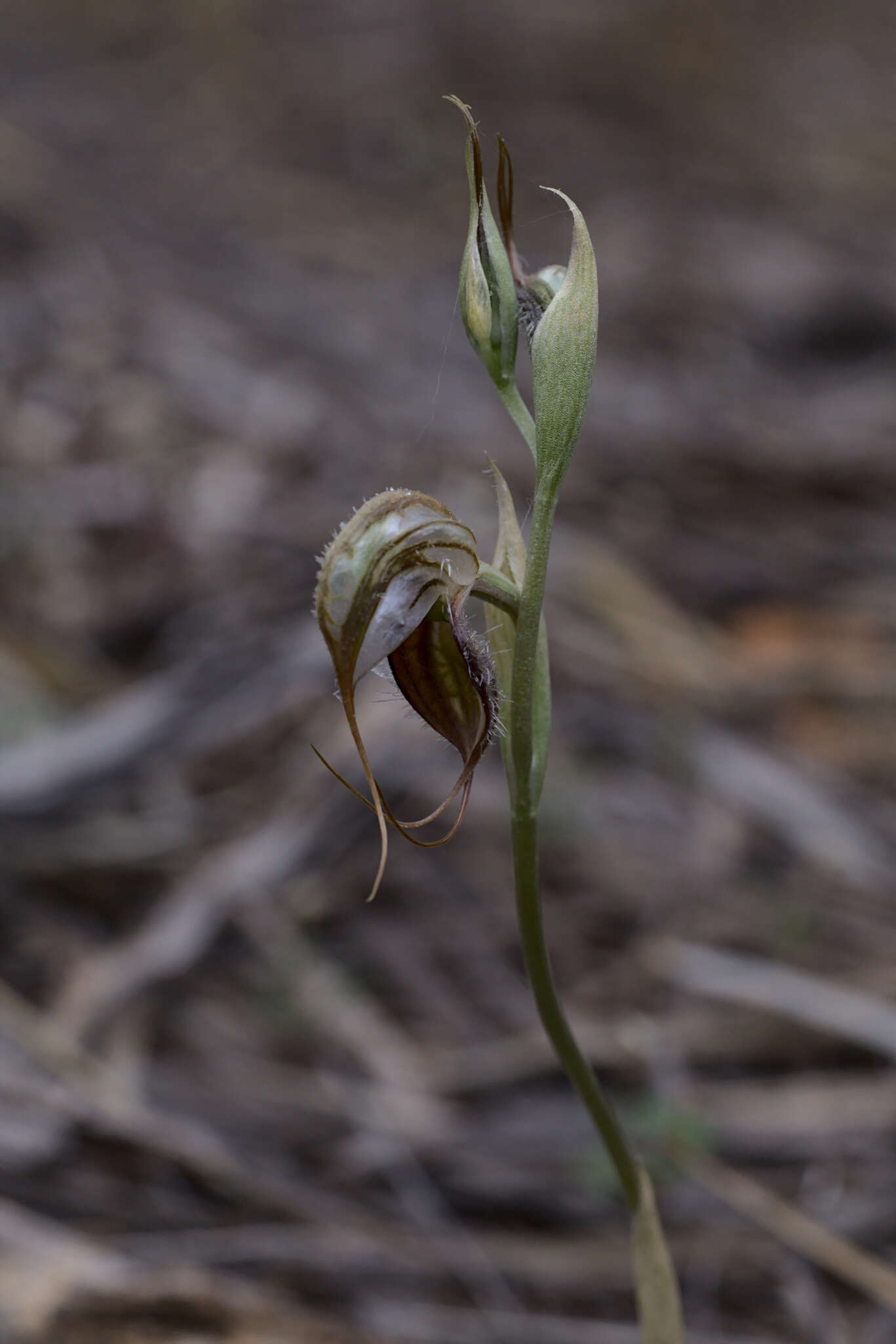 Image of Pterostylis spathulata M. A. Clem.