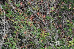 Image of European plum