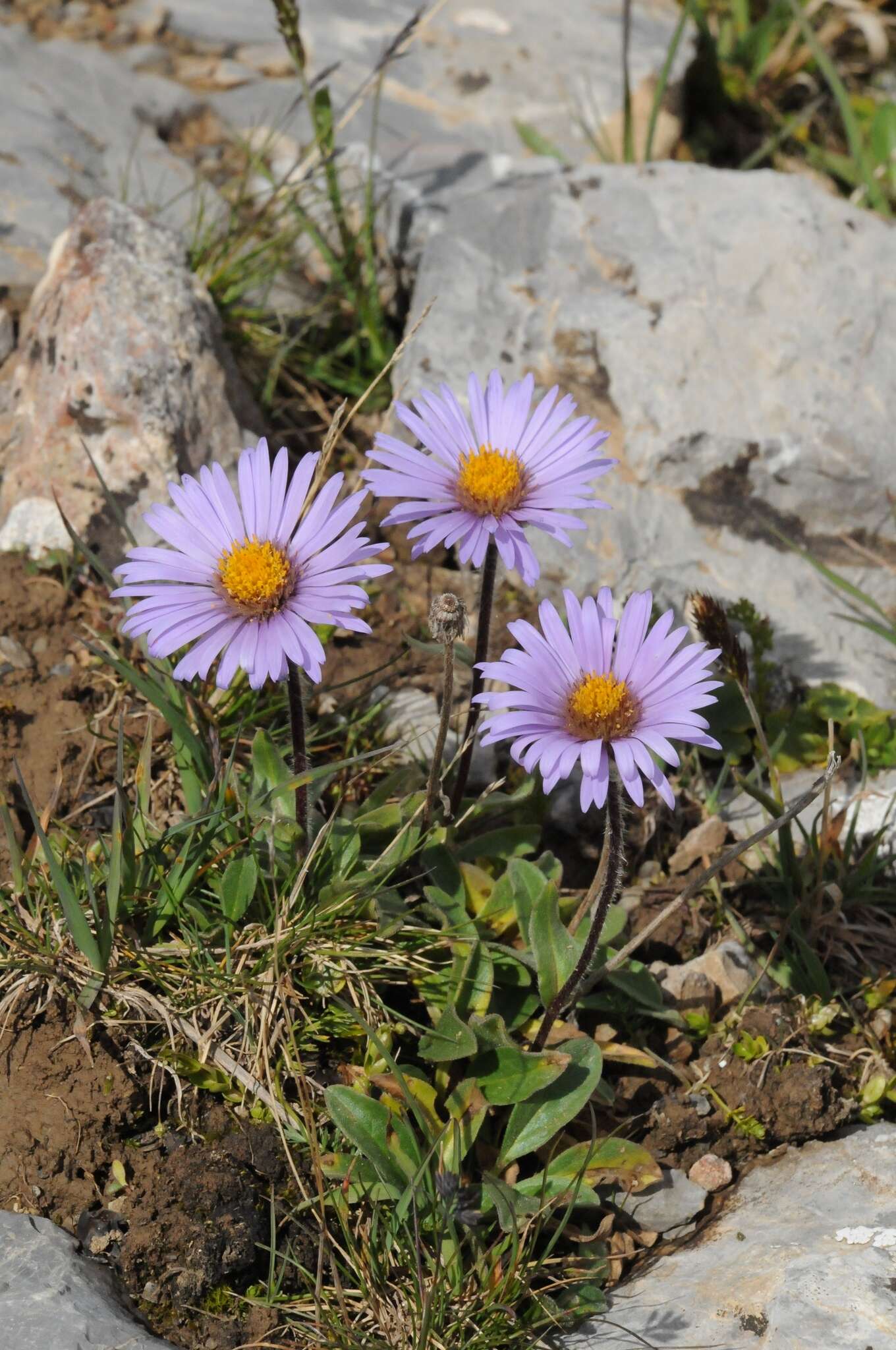 Image of Aster asteroides (DC.) Kuntze