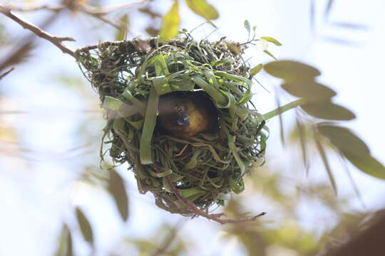 Image of Vieillot's Weaver