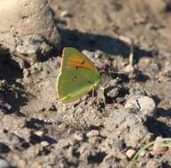 Image of Colias heos (Herbst 1792)