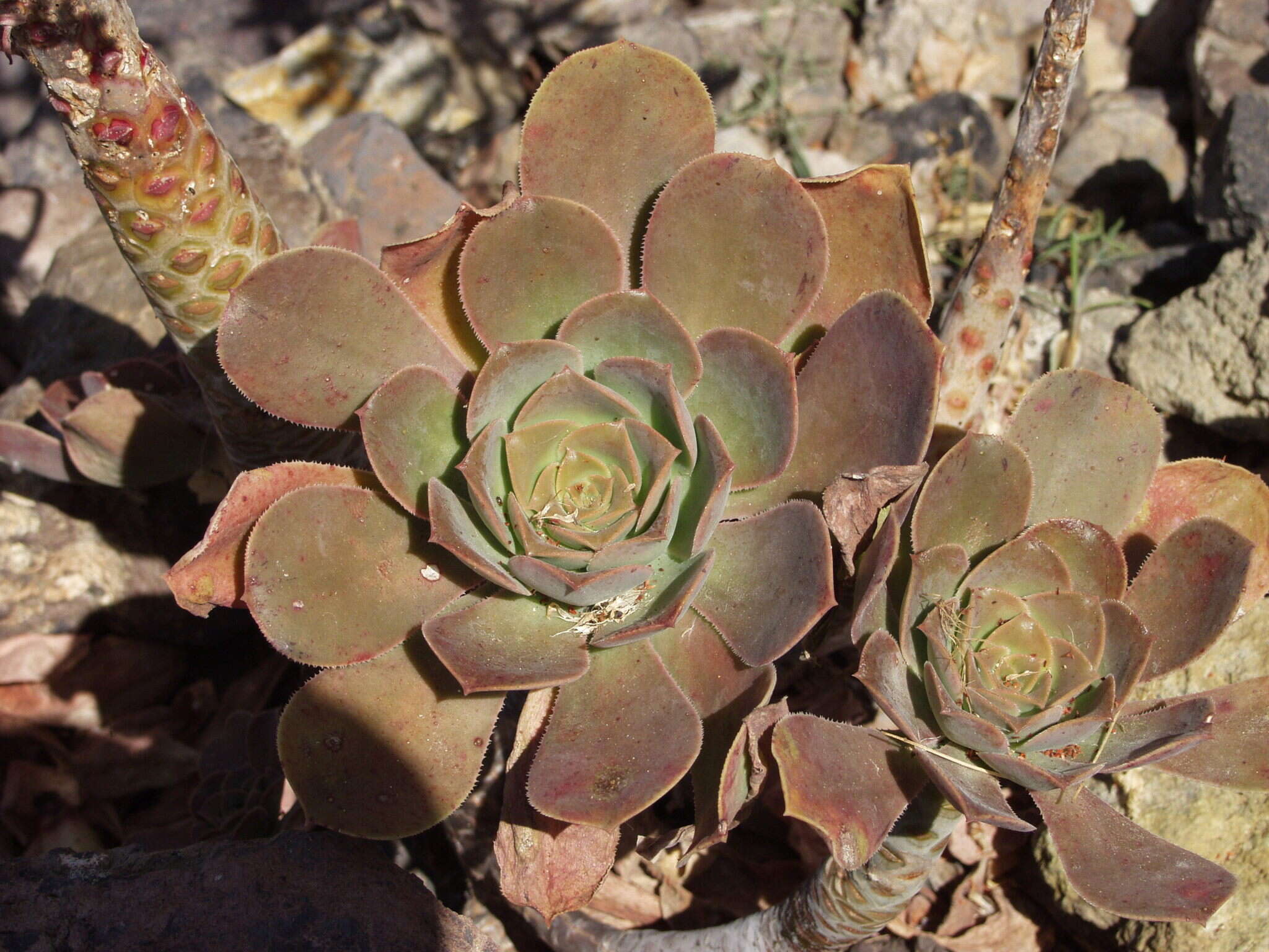 Image of Aeonium hierrense (Murr.) J. Pitard & L. Proust