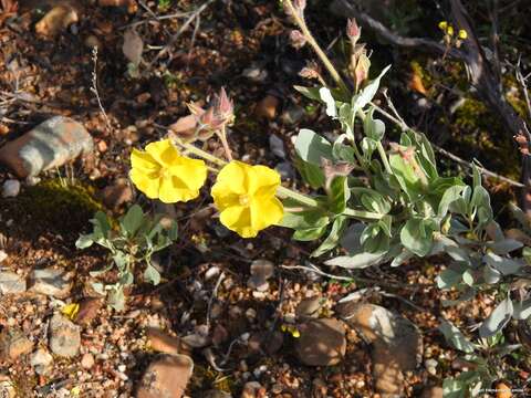 Image of Halimium atriplicifolium (Lam.) Spach