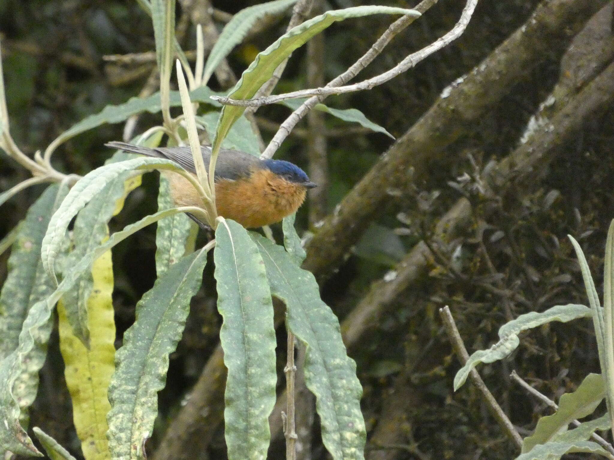 صورة Xenodacnis Cabanis 1873