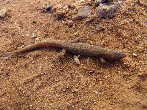 Image of night lizards