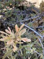 Imagem de Castilleja angustifolia var. flavescens (Pennell ex Edwin) N. Holmgren