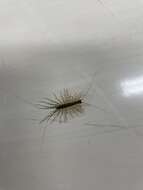 Image of Japanese House Centipede