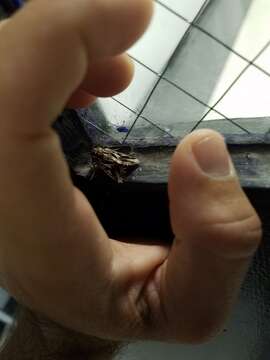 Image of Caribbean Armyworm Moth