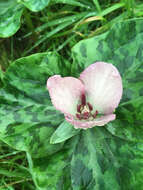 Trillium chloropetalum var. giganteum (Hook. & Arn.) Munz resmi