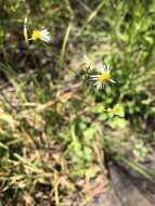 Image de Erigeron vernus (L.) Torr. & A. Gray