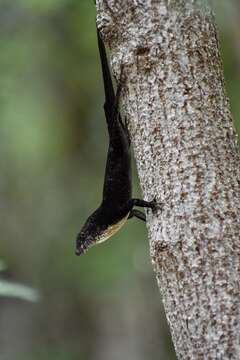 Image of Anolis jubar oriens Schwartz 1968