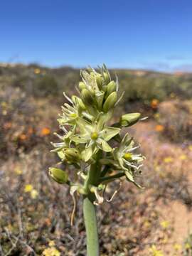 Image de Ornithogalum xanthochlorum Baker