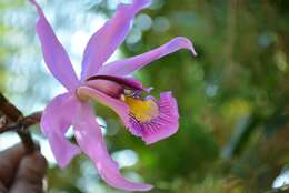 Image of Laelia superbiens Lindl.