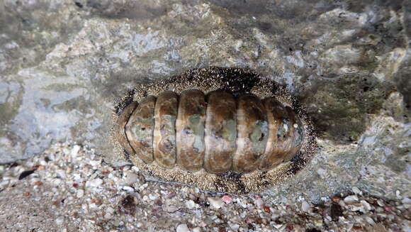 Image of Acanthopleura vaillantii Rochebrune 1882