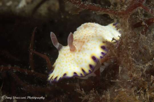 Image of Pale gold and purple slug