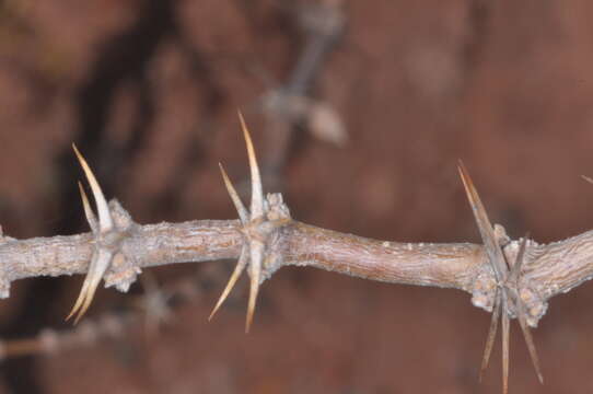 Imagem de Plectrocarpa rougesii Descole, O'Donell & Lourteig