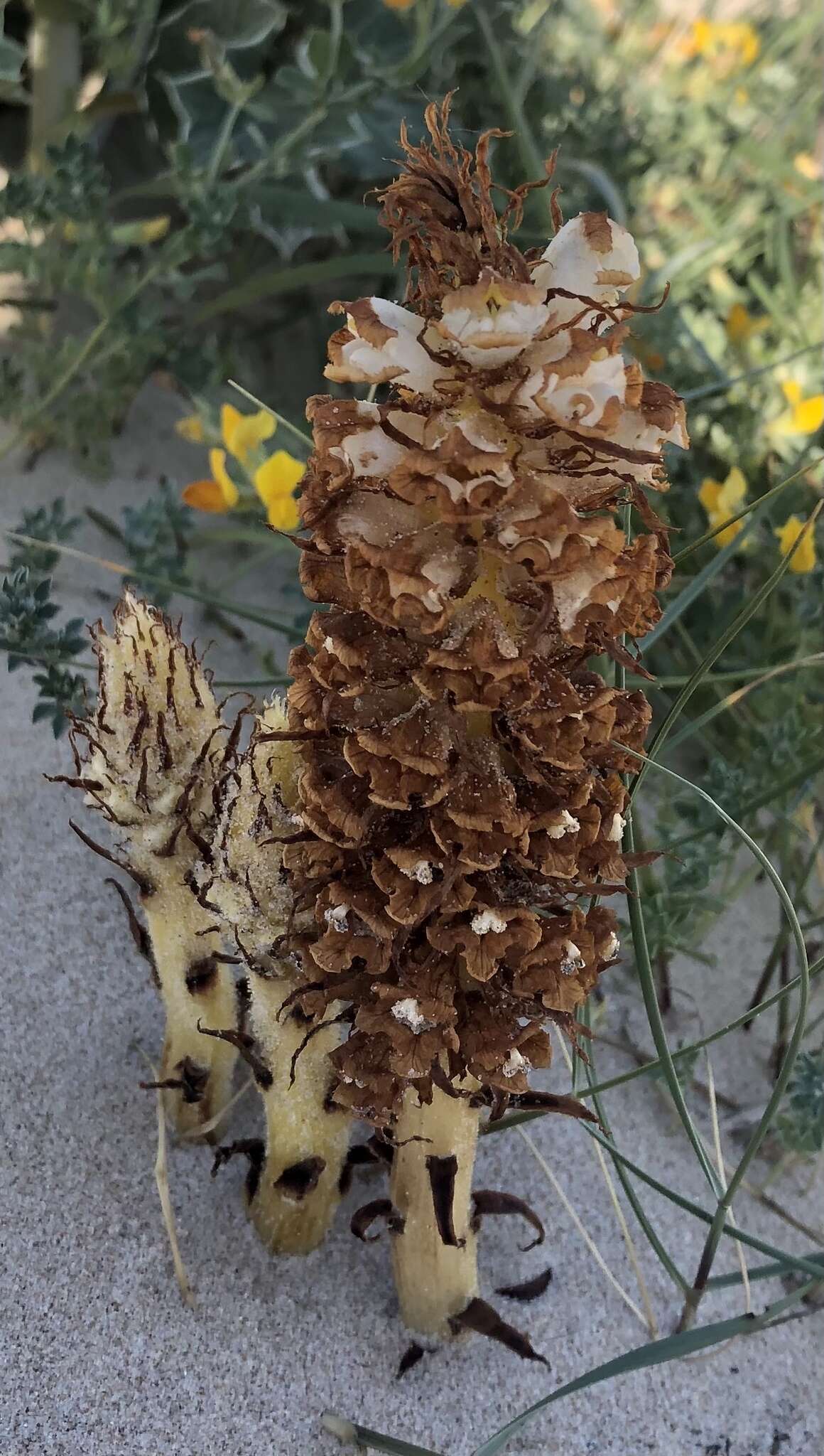 Image of Orobanche densiflora Salzm. ex Reuter