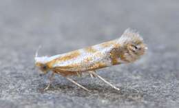 Image of Argyresthia canadensis Freeman 1972