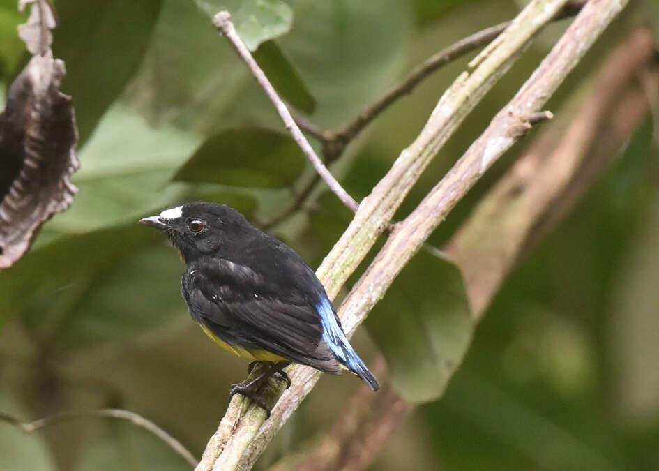 Image of White-fronted Manakin