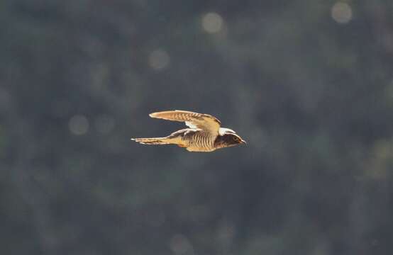 Image of Sunda Cuckoo