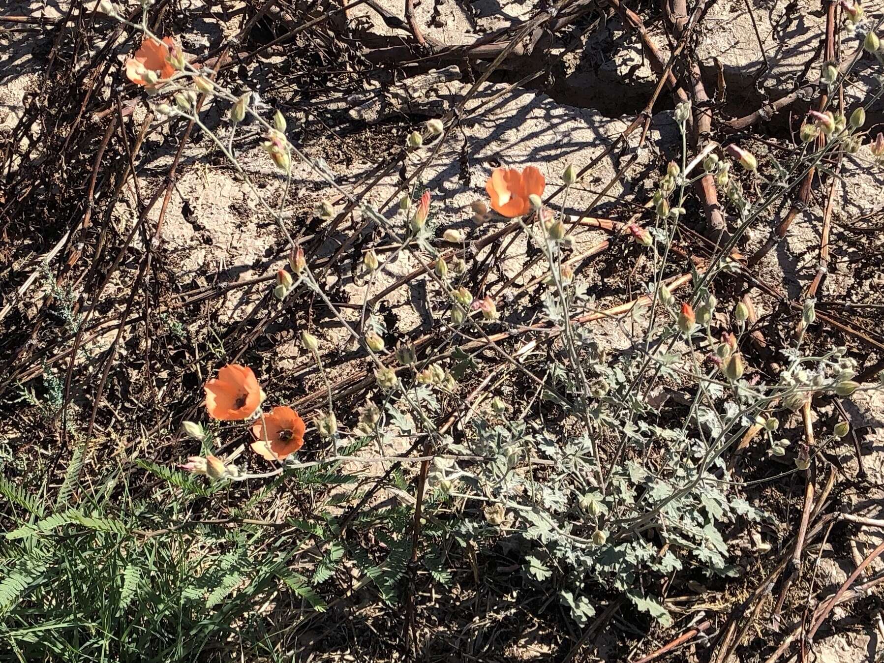 Image of Fendler's globemallow