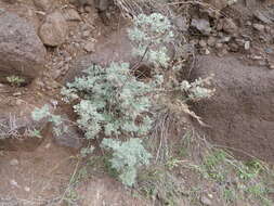 Image of Artemisia thuscula Cav.