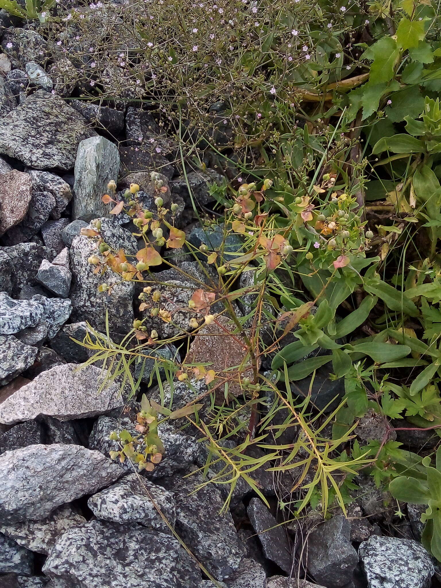 Sivun Euphorbia esula subsp. tommasiniana (Bertol.) Kuzmanov kuva